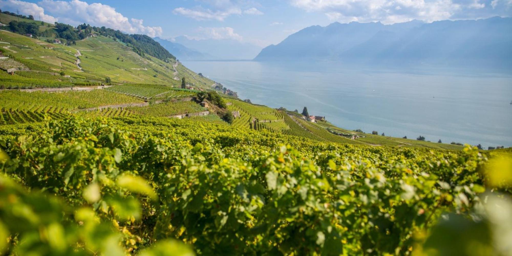 Close To & Chillon Castle, New & Comfortable *